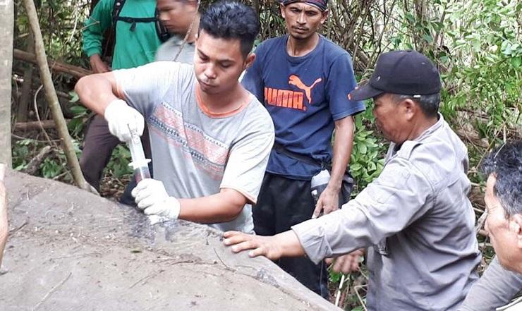 BKSDA Otopsi Gajah Mati Yang Diduga Ditembak di Aceh Besar