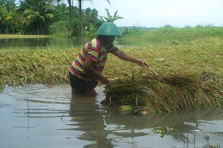 Ratusan Hektar Sawah di Cilacap Puso Akibat Cuaca Ekstrim, Pemerintah Ganti Benih Petani