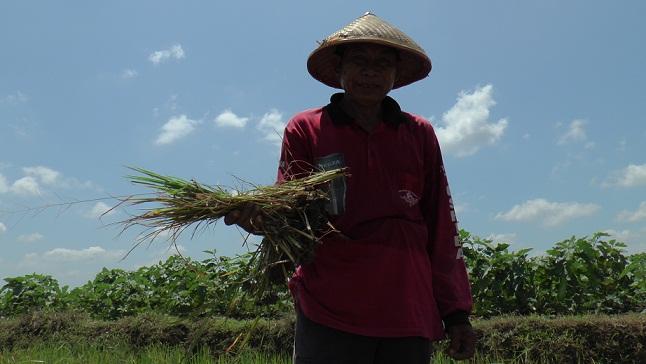 Ribuan Hektar Tanaman Padi di Rembang Terserang Wereng