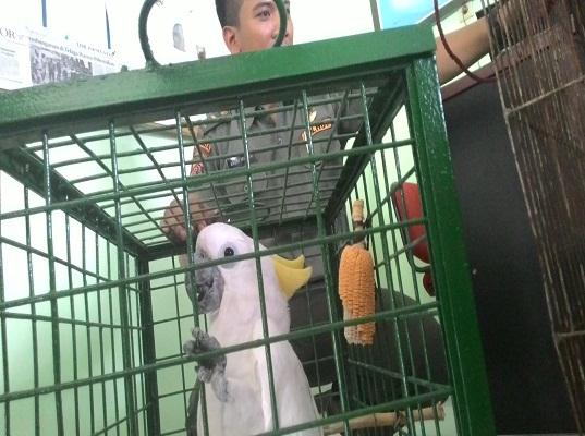 Burung Kakatua Jambul Kuning, yang berada di kantor BKSDA Wilayah Bogor. (Rafik Maeilana/KBR)
