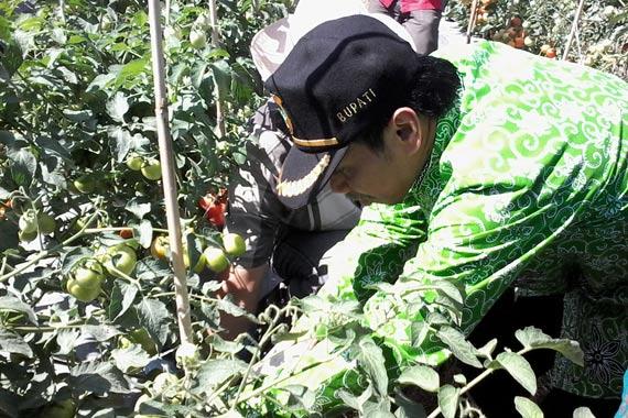 Bupati Bondowoso Amin Said Husni saat memanen sendiri tomat di lahan percontohan di Desa Besuk, Keca