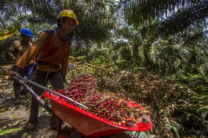 Pekerja memanen tandan buah segar kelapa sawit, Tapin, Kalimantan Selatan. Kamis (11/11/21). (Foto:A