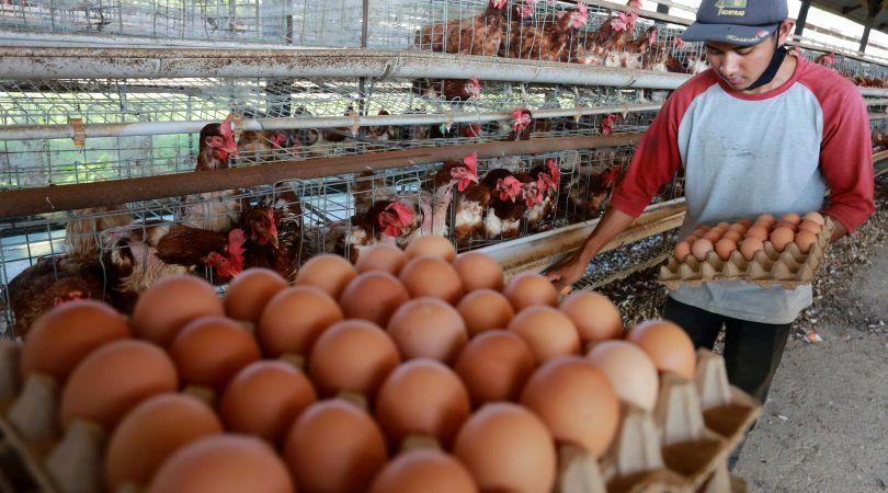 Ilustrasi: Pekerja mengumpulkan telur ayam ras di [eternakan Aceh Besar. Selasa, (11/2/22). (Foto: A