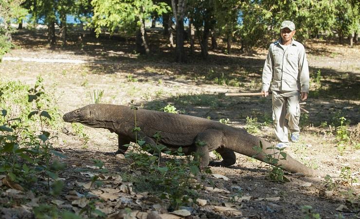 UNESCO Minta Proyek Taman Nasional Komodo Disetop