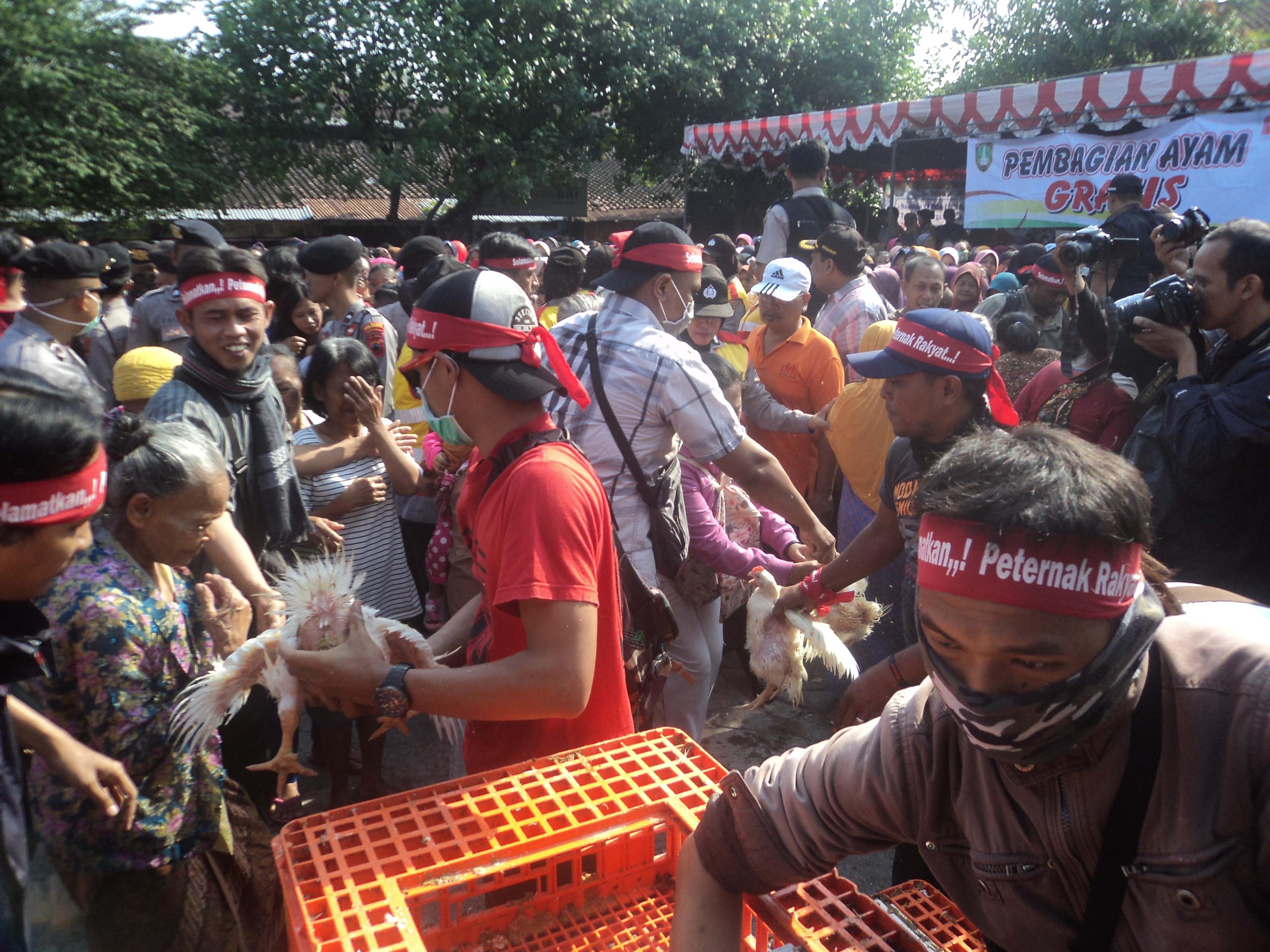 Protes Harga Anjlok, Peternak di Solo Bagikan 1.500 Ayam Gratis