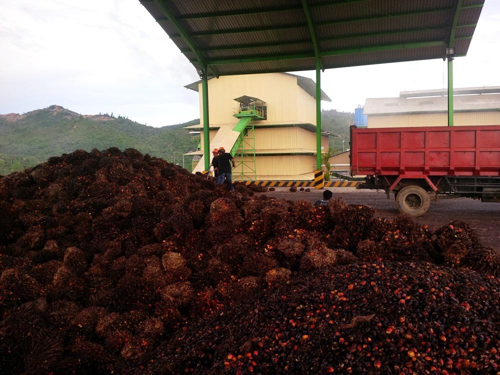 Ilustrasi: Pengolahan kelapa sawit di Perusahaan PT Sempurna Sejahtera, Kecamatan Sebatik, Kabupaten