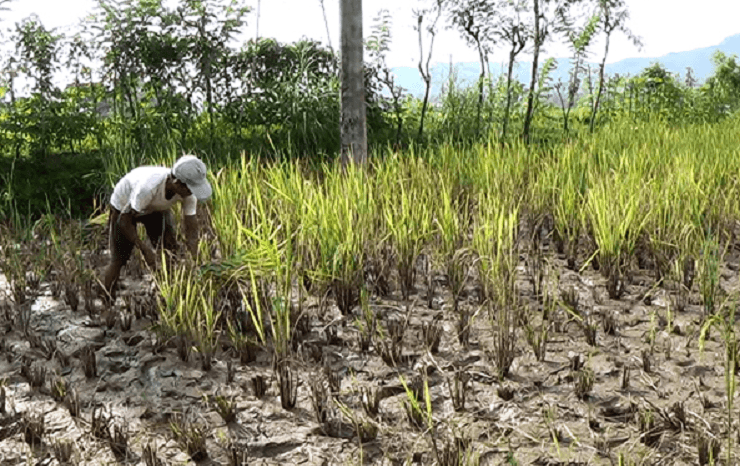 Hama Wereng Serang Trenggalek, Belasan Hektar Padi Gagal Panen  