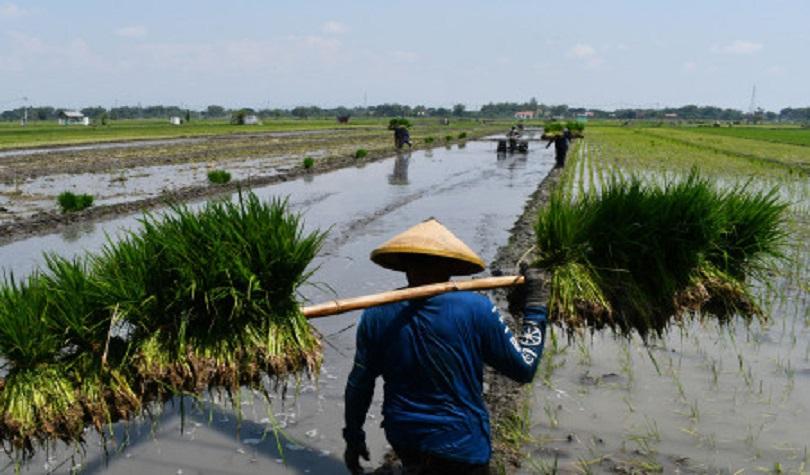 Petani mempersiapkan bibit padi di Sidomulyo, Kabupaten Madiun, Jatim, Sabtu (16/4/22). (Antara/Sisw