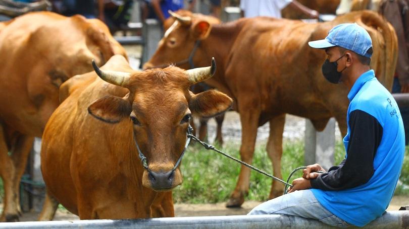 Ilustrasi: Peternak menunggui sapi miliknya yang dijual di pasar hewan, Ngawi, Jawa Timur. Selasa (1