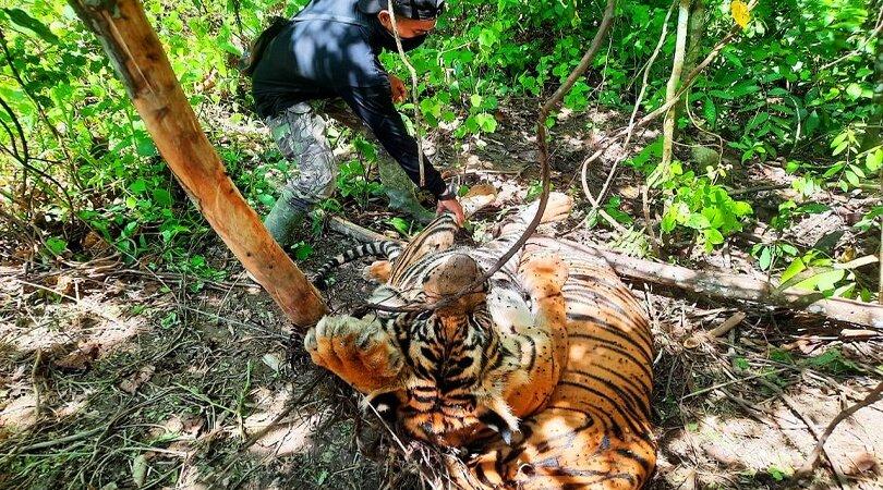 Petugas  BKSDA  memperlihatkan dua  bangkai harimau Sumatera  di kawasan HGU PT Aloer Timur di Desa 