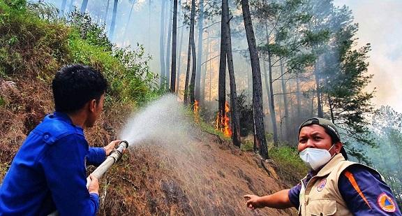 Puluhan Hektare Area Hutan Gayo Terbakar