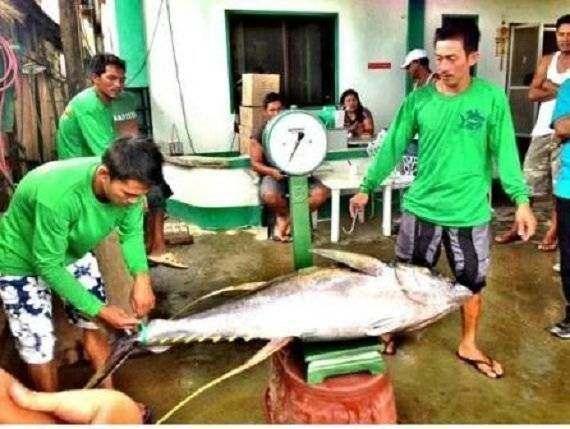 Industri penangkapan tuna berkelanjutan di Filipina. (Foto: Madonna Virola)