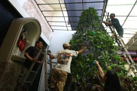 Warga membuat pohon Natal dari susunan sayuran hidroponik di Gereja Katolik Kristus Raja, Surabaya, 