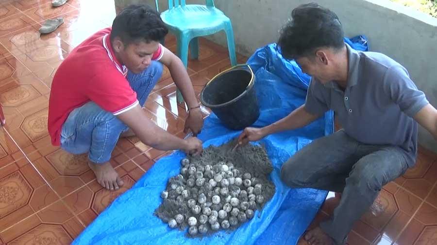 Ratusan Telur Penyu Kabupaten Mukomuko Diselamatkan