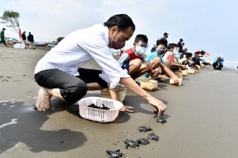 Presiden Joko Widodo melepas tukik di Pantai Kemiren,  Cilacap, Jateng (23/9/2021). (Setpres)