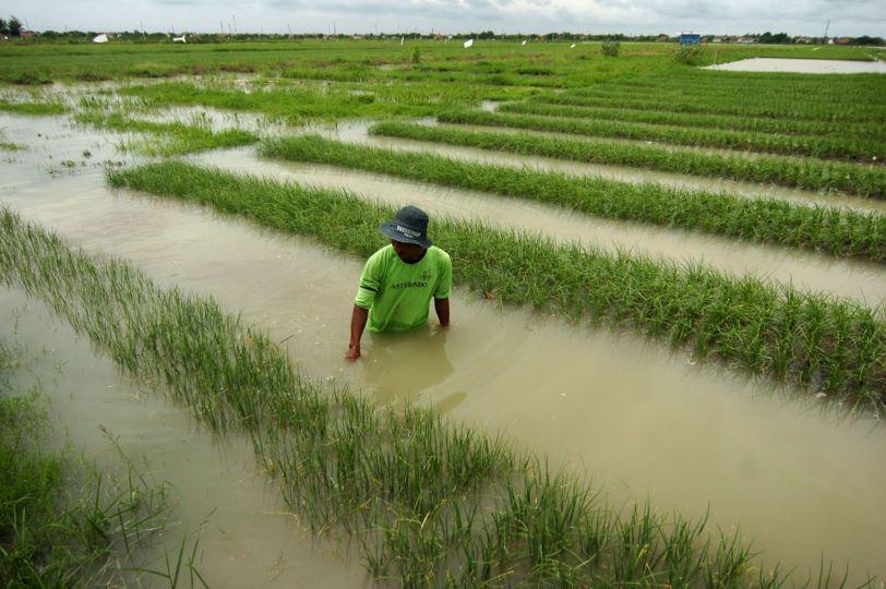Ribuan Hektare Sawah di Pati Terancam Gagal Panen Akibat Banjir