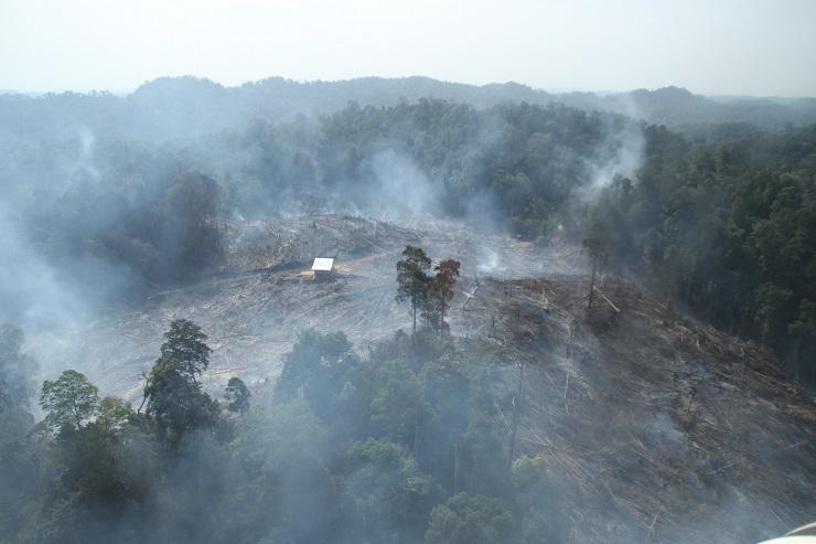 Kebakaran hutan dan lahan di Rokan IV Koto di Kabupaten Rokan Hulu. (Foto: Green Radio Pekanbaru)