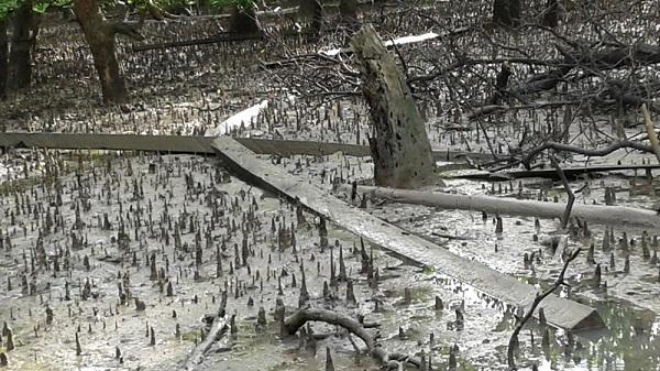 Harga Rumput Laut Naik, Petambak di Nunukan Dilarang Babat Mangrove Lagi