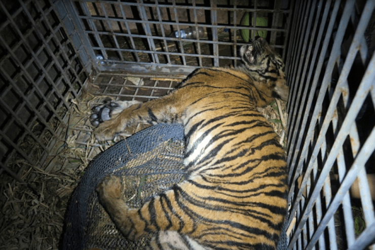 Dalam Tiga Hari, Dua Ekor Harimau Sumatera Mati di Kabupaten Padang Lawas