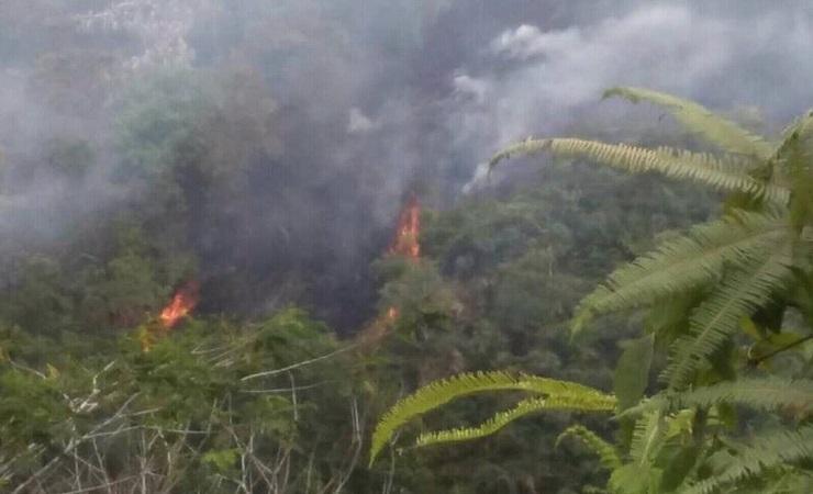 Dua Hektare Hutan Cagar Alam di Lebong Bengkulu Hangus Terbakar