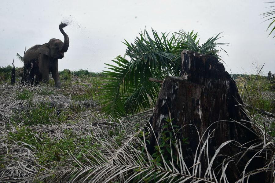 Puluhan Gajah Liar Rusak Kebun Pisang di Tuha Lala, Pidie