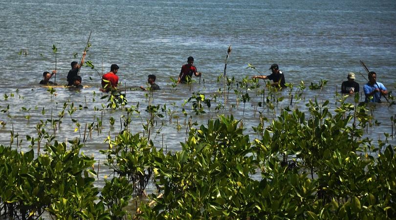 Ilustrasi: Sejumlah siswa menanam bibit bakau di kawasan pantai Untia, Biringkanaya, Makassar, Sulse