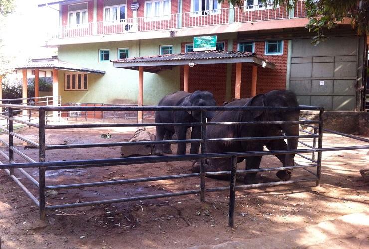 Bayi gajah Pandula dan Migara di Panti Asuhan Pinnawala Sri Lanka. (Foto: Naeem Sahoutara)