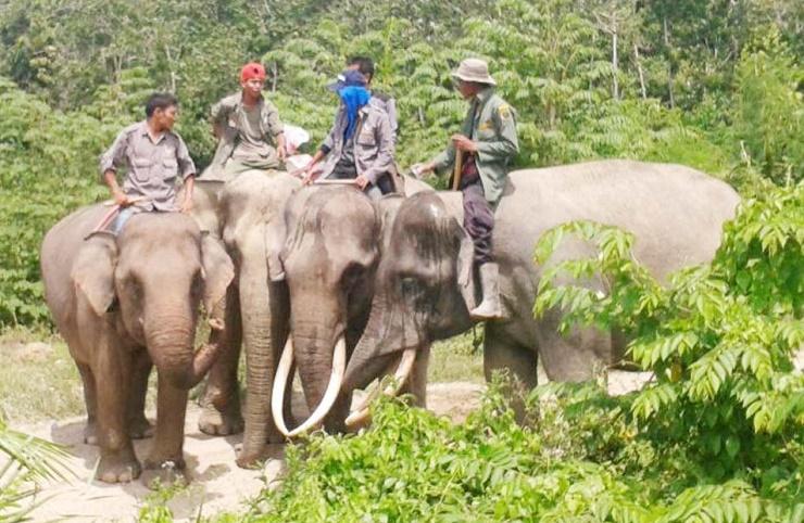 Puluhan Gajah Serang Kebun Pinang dan Kakao di Aceh Utara
