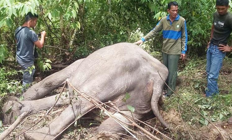 Sempat Dirawat 14 jam, Gajah Aceh Kena Tembakan Pemburu Akhirnya Mati