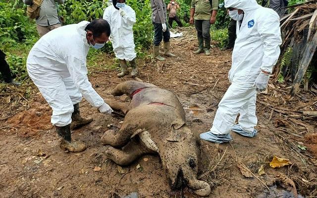 Bayi Gajah Ditemukan Mati Terluka di Aceh Timur