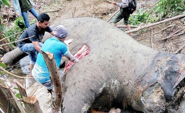 Dalam 5 Tahun, 55  Gajah Mati  di Aceh  