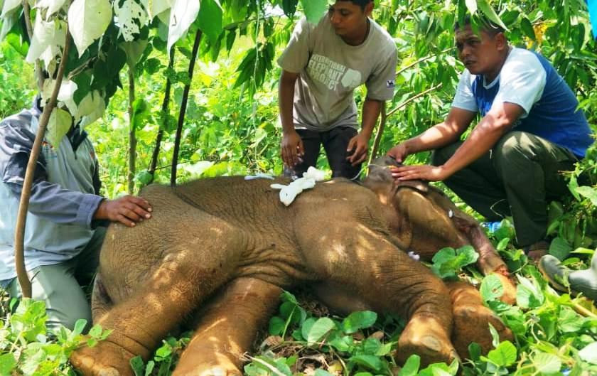 Bayi gajah Sumatera mati terjerat seling baja di Aceh