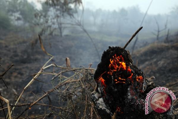 Hari Ini, BMKG Catat 300an Titik Api di Kalimantan 