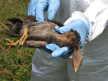 Puluhan Ribu Ayam di Papua Mati Akibat Flu Burung