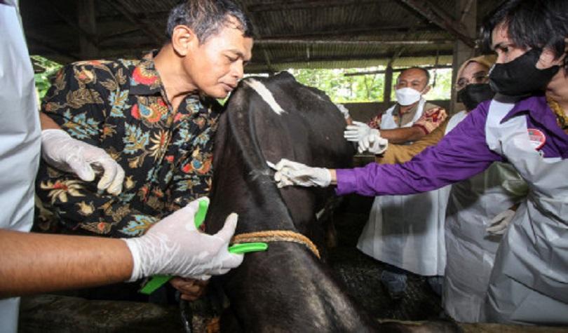 Vaksinasi perdana penyakit mulut dan kuku (PMK) untuk sapi di   Sidoarjo, Jatim, Selasa (14/6/2022).