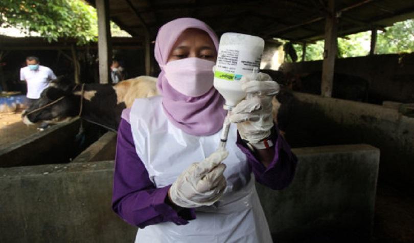 Vaksinasi perdana penyakit mulut dan kuku (PMK) untuk sapi di Sidoarjo, Jatim, Selasa (14/6/2022).(A