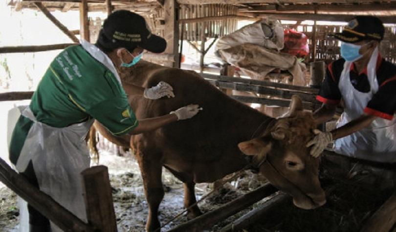 Wabah PMK, vaksinasi ternak sapi di Gresik, Jatim, Selasa (28/6/22). (Antara/Rizal Hanafi)