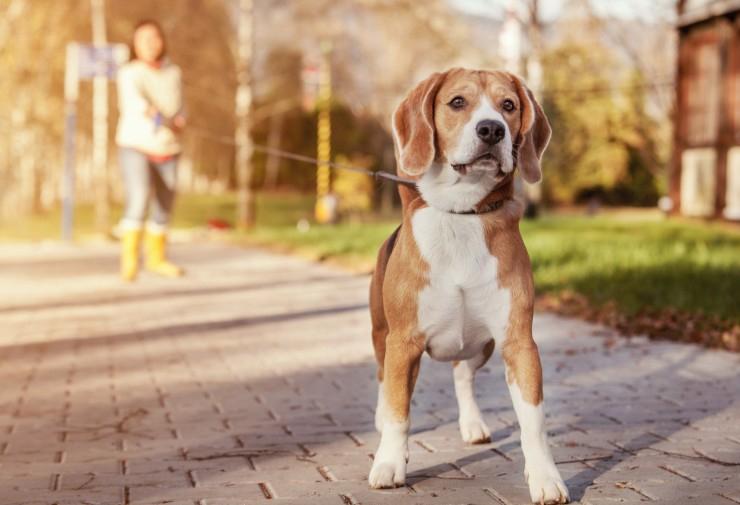 Kota di Cina Bikin Aturan Ini untuk Pemilik Anjing