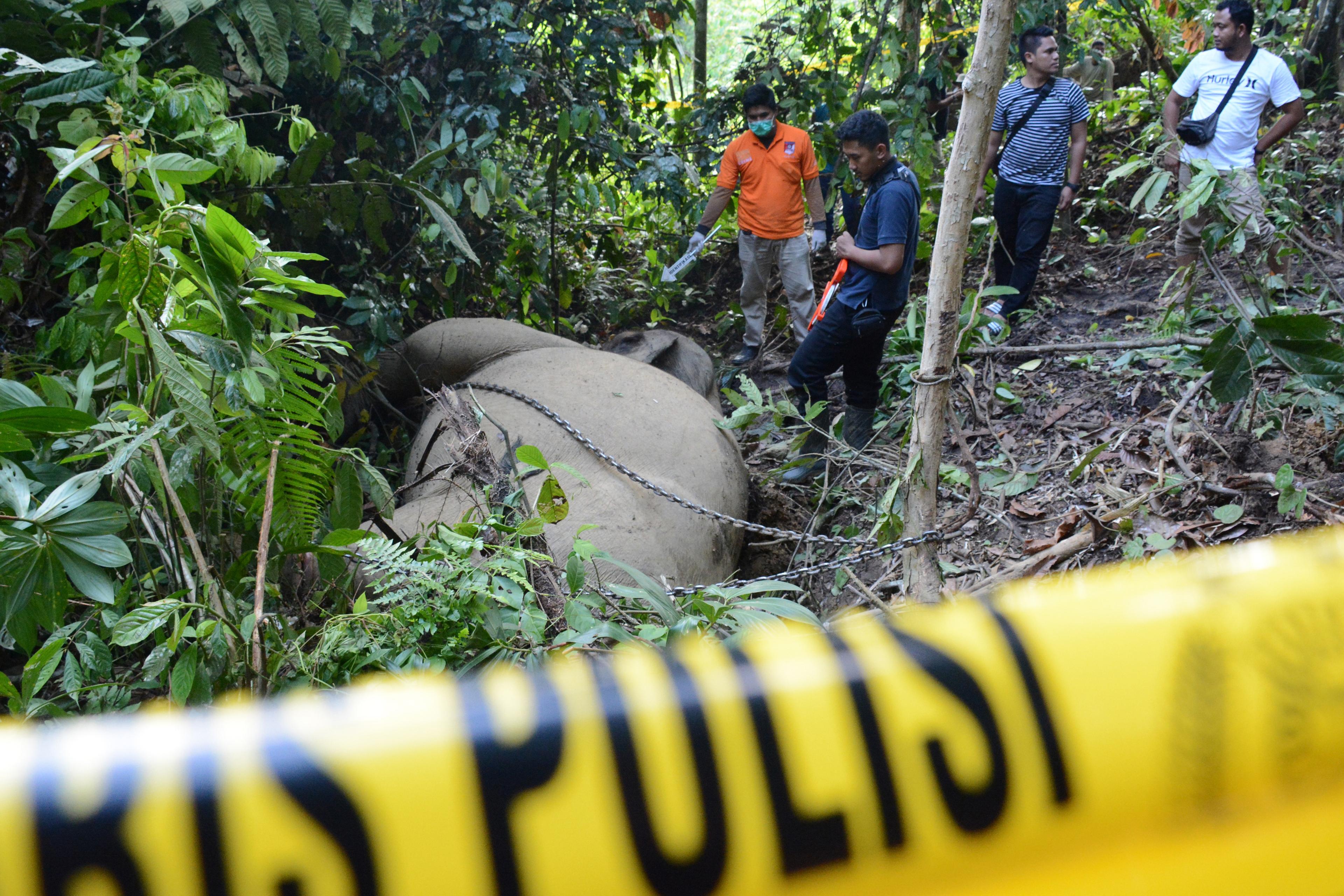 Tim Identifikasi Polres Aceh Timur melakukan olah tempat kejadian perkara (TKP) kematian gajah sumat