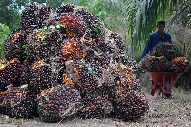 Kadin Riau Bakal Temui Pemilik Kebun Sawit Bahas Aksi Boikot oleh Eropa dan Australia