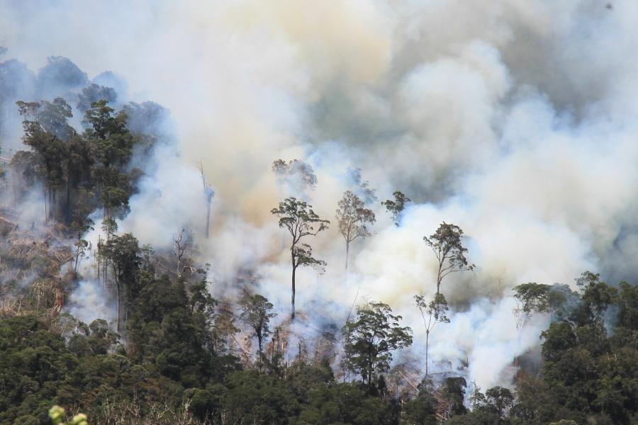 Kebakaran Hutan Menyebar Hingga 1.600 Kali Luas Lapangan Monas