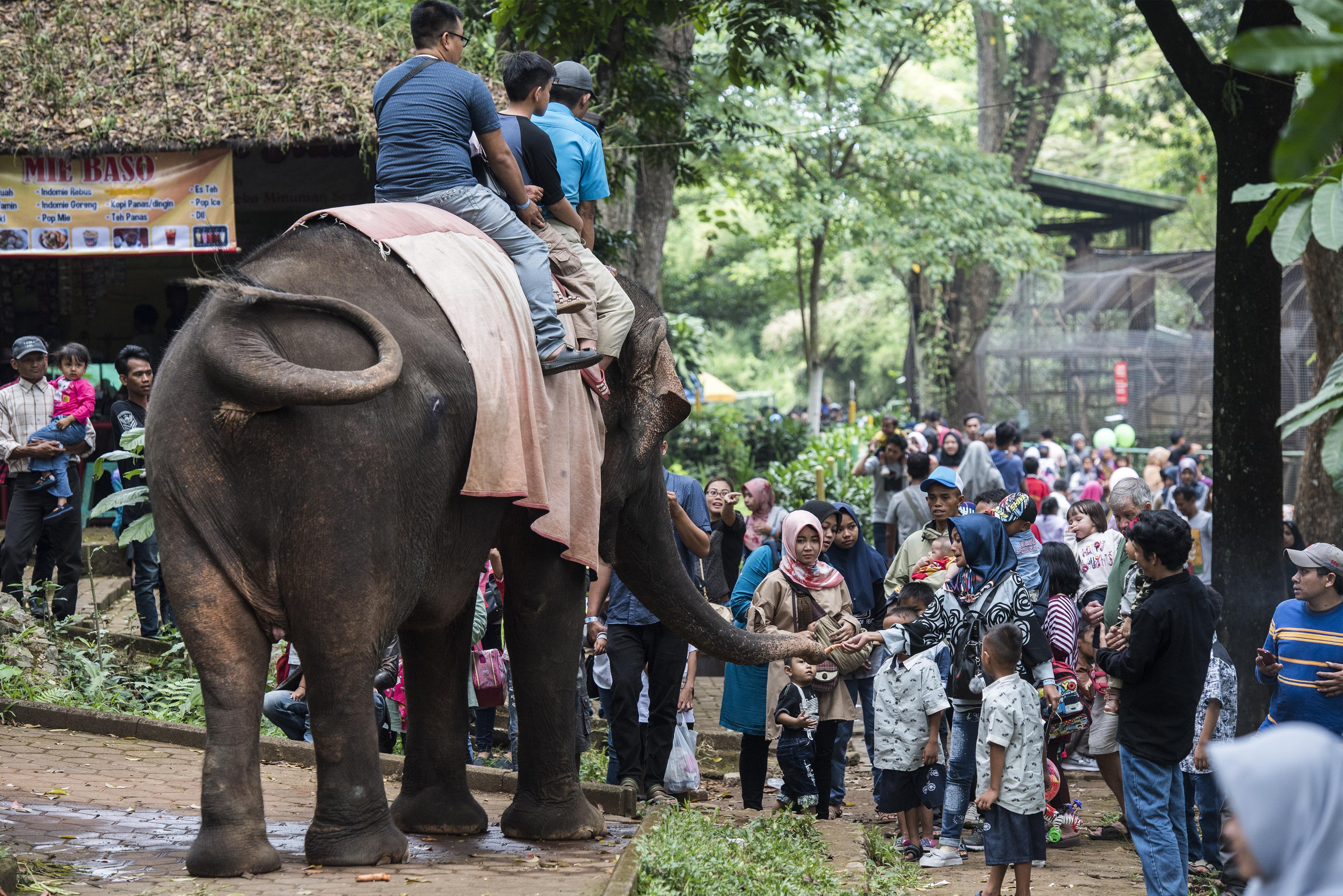       Pengunjung memberi makan gajah saat libur lebaran di Kebun Binatang Bandung (Bandung Zoo), Ban