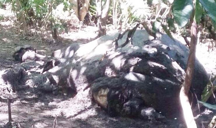 Gajah Betina Ditemukan Mati di Kebun Karet Aceh Jaya