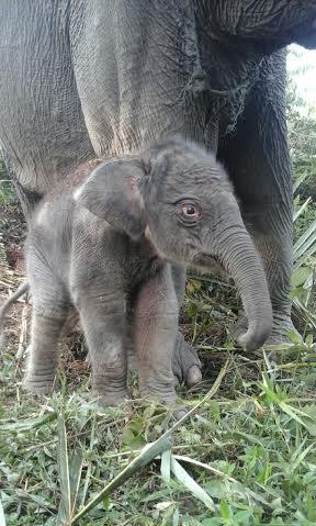 Bayi Gajah Ditemukan Lahir di Kebun Warga  Pidie