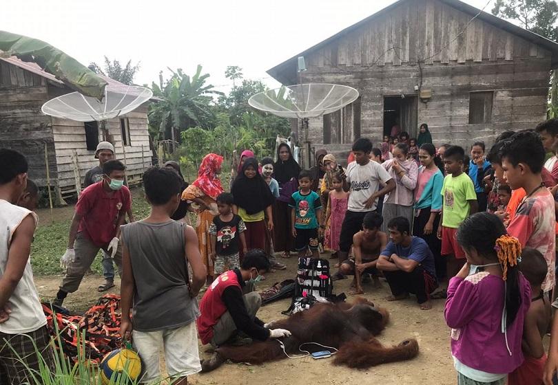 BKSDA Aceh Evakuasi Orang Utan Buta dengan 24 Peluru di Badan