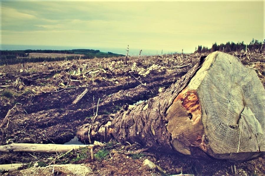 Koalisi Anti Mafia Hutan: APP Sinarmas Terlibat Praktik Deforestasi