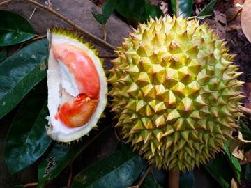 Ini Alasan Jokowi Sarankan Petani Sawit Beralih ke Durian