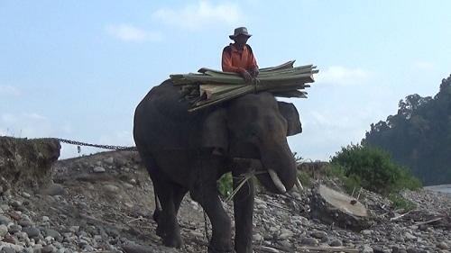 Perusahaan HTI di Jambi Tak Kunjung Buat Koridor Gajah