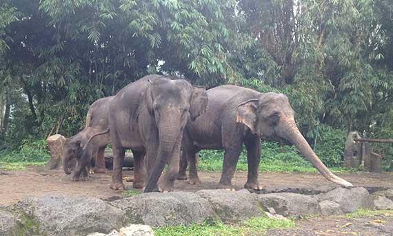 Kawanan gajah. (Garnis/KBR)
