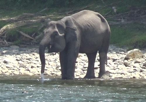 Puluhan Gajah Liar Masuk Kampung di Mukomuko